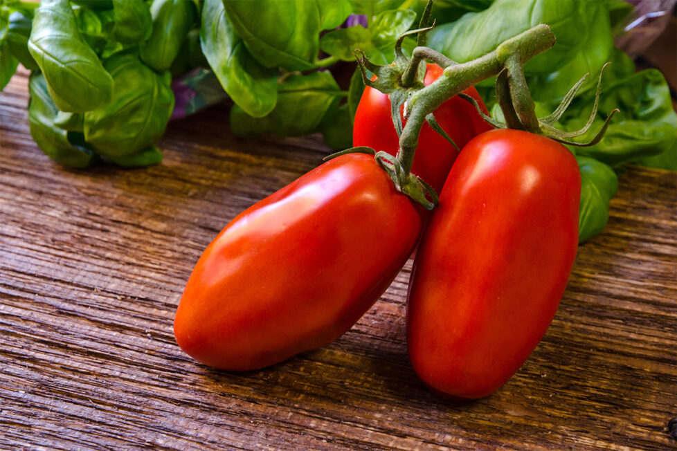 Pomodoro Scatolone di Bolsena - FoodnPlace